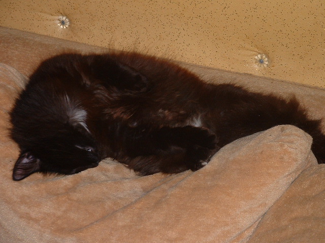 03-28-03studdmuffin.jpg