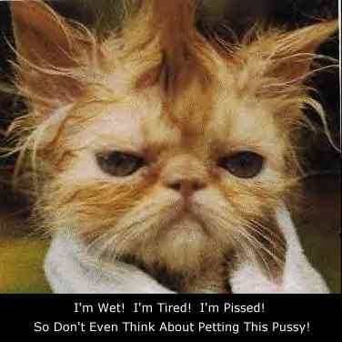 badhaircat.jpg