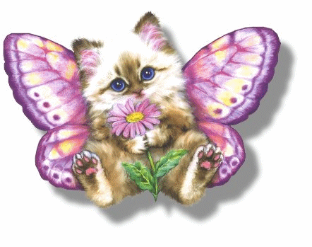 butterkitten.gif