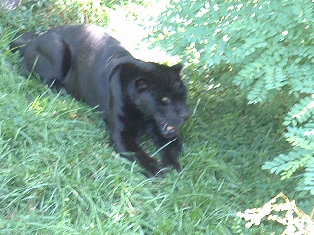 dscf0064.jpg