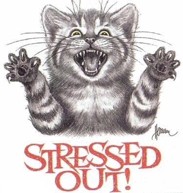 jstressed-cats.jpg