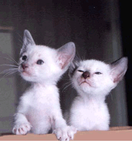 kittens.gif