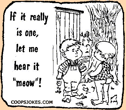 meow.gif