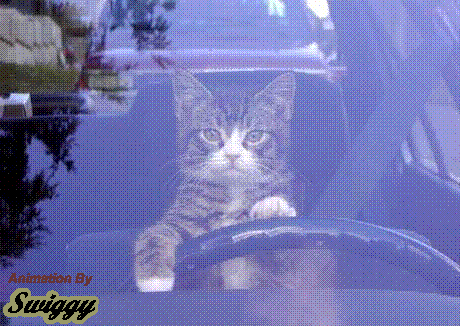 roadrage11.gif